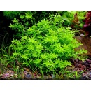 Micranthemum micranthemoides