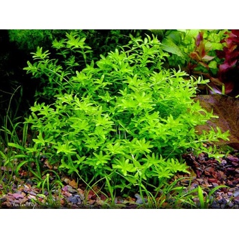 Micranthemum micranthemoides
