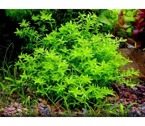 Micranthemum micranthemoides