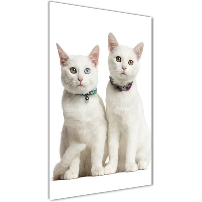 Vertikálny foto obraz sklenený Dve biele mačky 50x100 cm