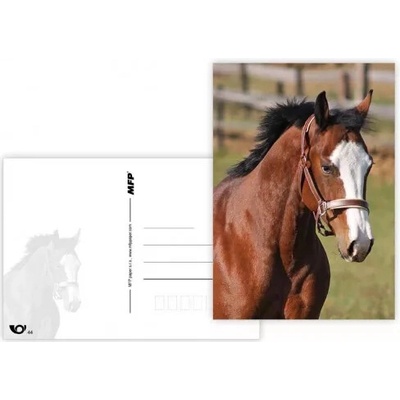 MFP paper s.r.o. Pohlednice - zvířata mix kůń 1 – Zboží Mobilmania