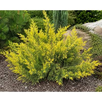 Borievka čínska (Juniperus chinensis) ´PLUMOSA AUREOVARIEGATA´ - výška 30-50 cm, kont. C5L