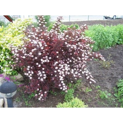 Tavoľa kalinolistá Red Baron , výška 30-40 cm, kvetináč 2 l