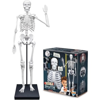 Buki France Човешки скелет 85см (2181)