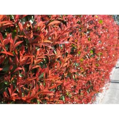 Červienka Fraserova (Photinia × fraseri) ´CARRÉ ROUGE´ - výška 30-50 cm, kont. C2L