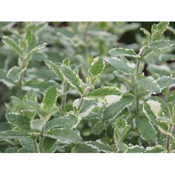 Mäta Variegata Pineapple Mint