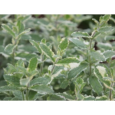 Mäta Variegata Pineapple Mint