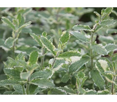 Mäta Variegata Pineapple Mint