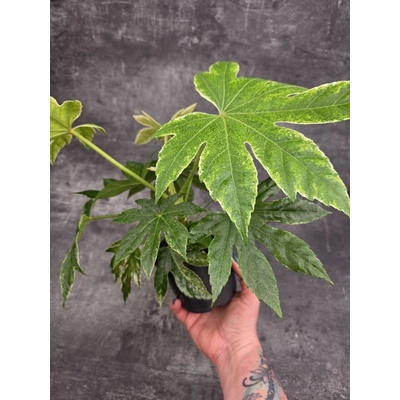 Fatsia SpiderWeb