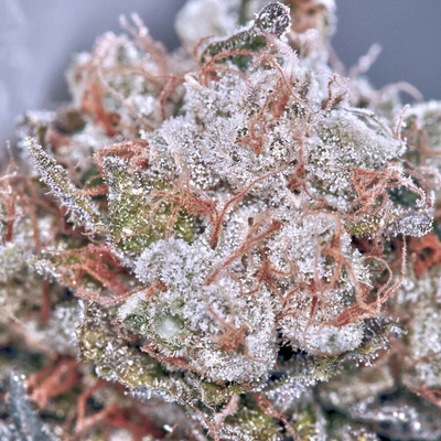 Ministry of Cannabis Zensation Gold semena neobsahují THC 5 ks