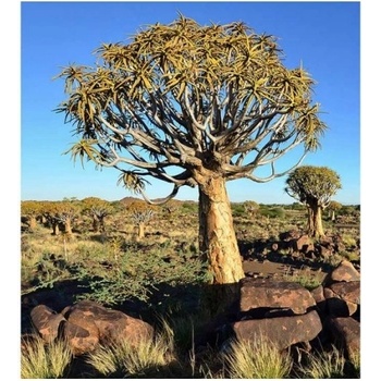 DIMEX ART s. r. o Флизелинов фототапет намибия 225 x 250 см