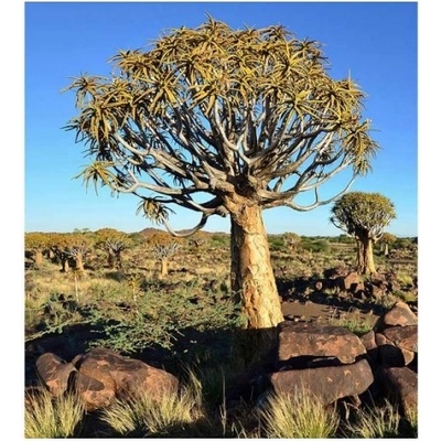 DIMEX ART Флизелинов фототапет намибия 225 x 250 см