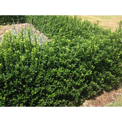 Bršlen japonský Green Rocket, výška 20-30 cm, kvetináč 13 cm