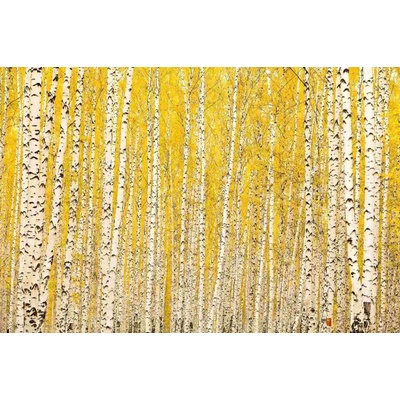 Dimex MS-5-1898 Vliesová fototapeta Žlutá bříza rozměry 375 x 250 cm