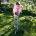 Hermitage - Ron Sexsmith CD