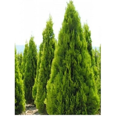 Thuja orient. 'Pyramidalis Aurea' 20-30 C2L