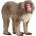 Schleich Фигура Schleich Wild Life - Японски макак (14871-78945)