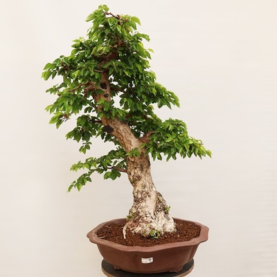 e-bonsai Venkovní bonsai -Carpinus Coreana - Habr korejský