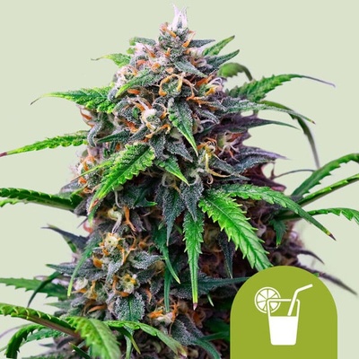 Royal Queen Seeds Purple Lemonade Auto semena neobsahují THC 3 ks