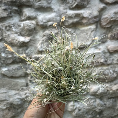 Tillandsia bandensis