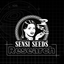 Sensi Seeds Research Sticky Orange XXL Auto semena neobsahují THC 3 ks