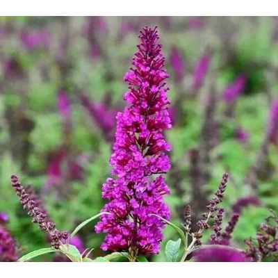 Buddleja davidii 'Butterfly Tower'® Prodejní velikost: 020/030, Velikost hrnku: 7,5 l