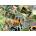 Grafika Art Puzzle - Puzzle Walk to the Zoo - 500 piese