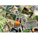 Grafika Art Puzzle - Puzzle Walk to the Zoo - 500 piese