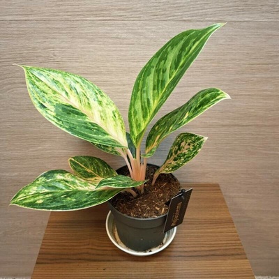 Aglaonema Peach Pearl