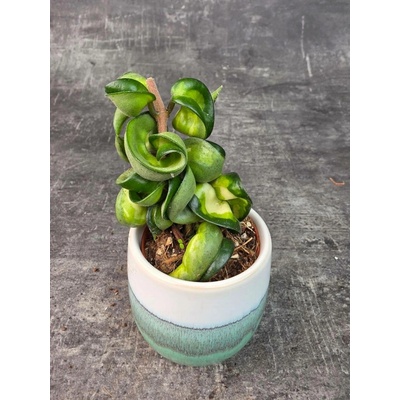 Hoya Compacta Mauna Loa mini (Raritní voskovka) – Sleviste.cz