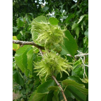 GREENBOSS FLOWER Líska turecká K2L Velikost: 2 l květináč