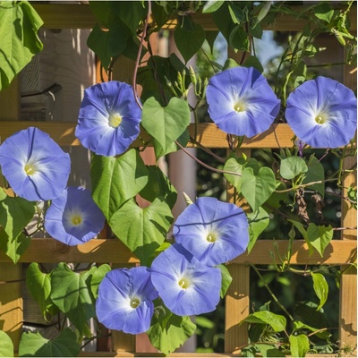 Povíjnice trojbarevná Blue Star - Ipomoea tricolor - semena povíjnice - 25 ks