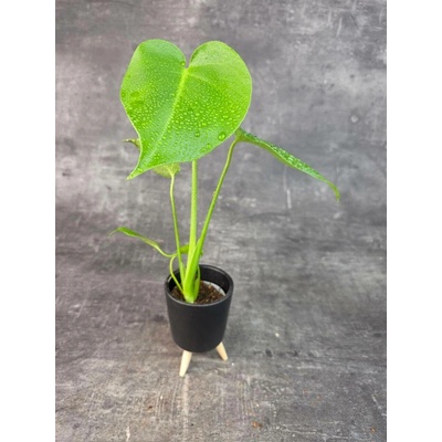 Monstera Deliciosa mini (Miminko obří monstery)