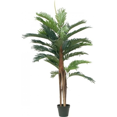 Kentia palma, 120 cm