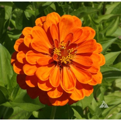 Семена на Циния кактус гигант, оранжева (Zinnia elegans Aztec Orange) - 300 бр. (3 гр. ) (561560)