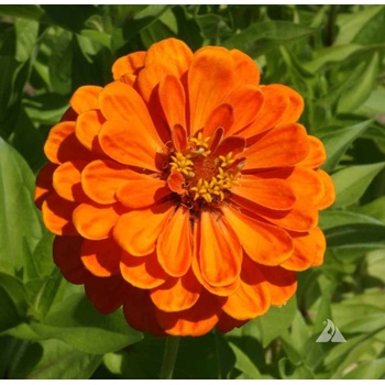 Семена на Циния кактус гигант, оранжева (Zinnia elegans Aztec Orange) - 300 бр. (3 гр. ) (561560)
