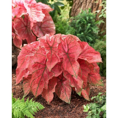 Caladium FESTIVA kaládie andělská křídla