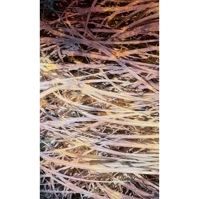 Dimex MS-2-0381 vliesová fototapeta na zeď Abstrakt seno 1 rozměry 150 x 250 cm