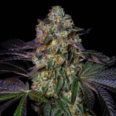 Pure Instinto Kushmallow semena neobsahují THC 3 ks