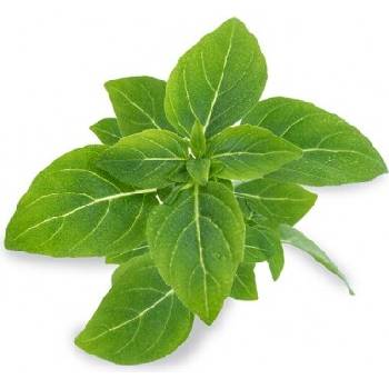 Veritable Вложка за семена Lingot нетипични билки джудже босилек (lingot-bazylia-karlowa)