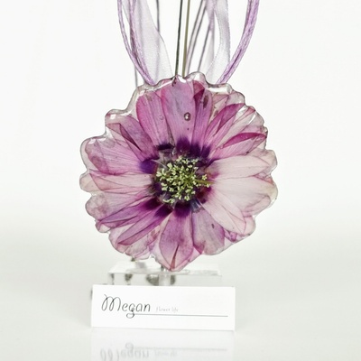 Meganflo Млечно лилава циклама