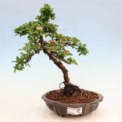 e-bonsai Venkovní bonsai - Pyracantha teton - Hlohyně šarlatová