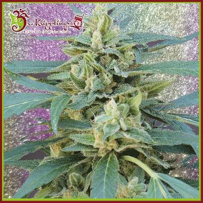 Dr. Krippling Seeds Jammy AUTO semena neobsahují THC 10 ks