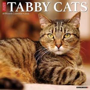 Willow Creek Press Calendars Tabby Cats 2026 12 X 12 Wall Calendar | Willow Creek Press