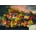 Bluebird Puzzle - Puzzle Severin Roesen - Still Life, 1867 - 1 000 piese