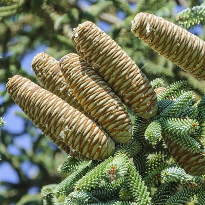 Jedľa španielska - Abies pinsapo - semená - 7 ks