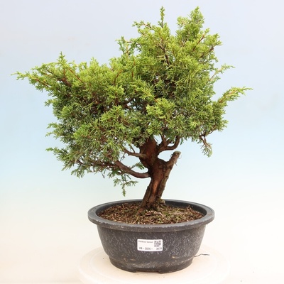 e-bonsai Venkovní bonsai - Juniperus chinensis Itoigawa-Jalovec čínský