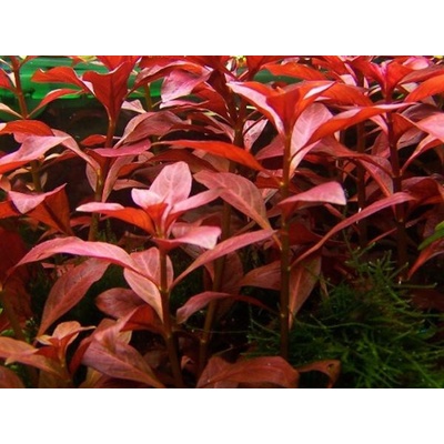Ludwigia palustris red 5,5 cm – Zboží Dáma