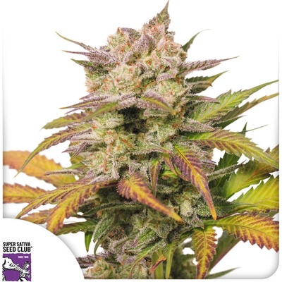 Super Sativa Seed Club Auto Sweet Bourbon Kush semienka neobsahujú THC 3 ks