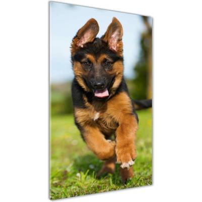 Vertikálny foto obraz sklenený Nemecký ovčiak 50x100 cm